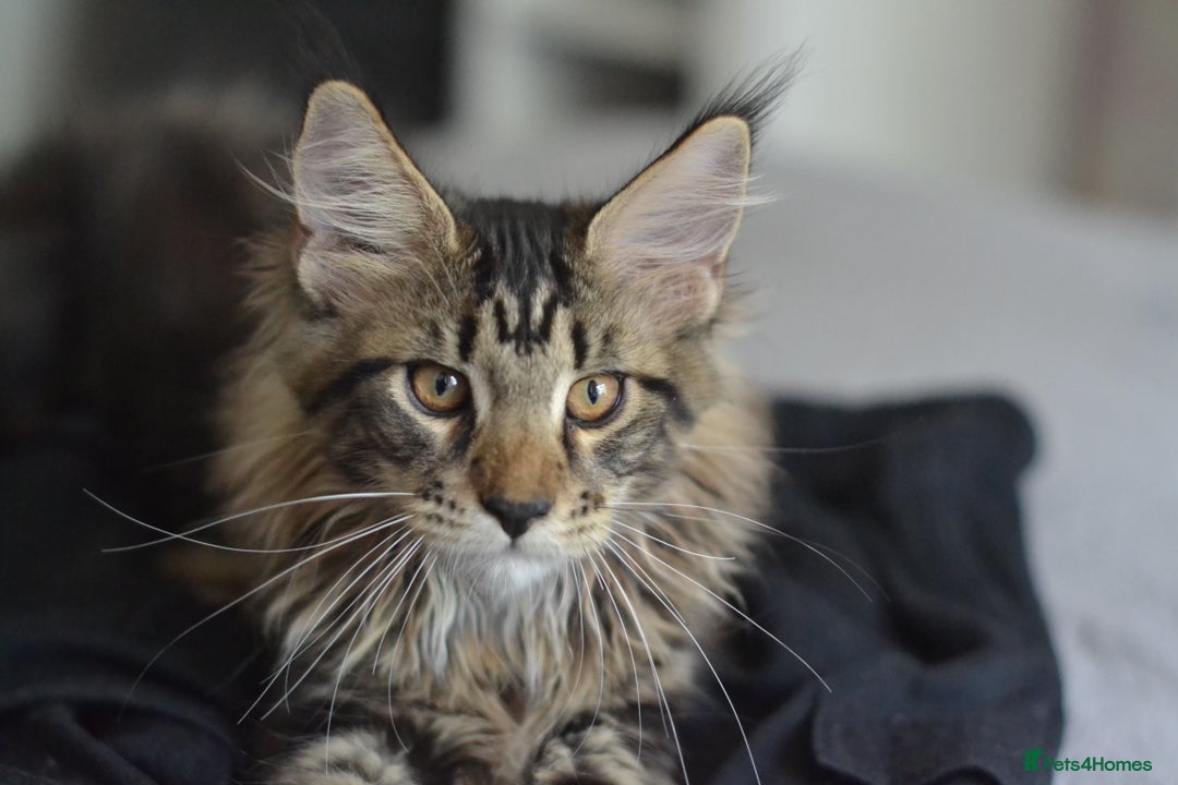 Maine Coon cats for sale: Tica Registered Maine Coon boy & girl *ready now* - Image 7