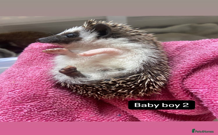 Pygmy Hedgehog rodents - Advert 4