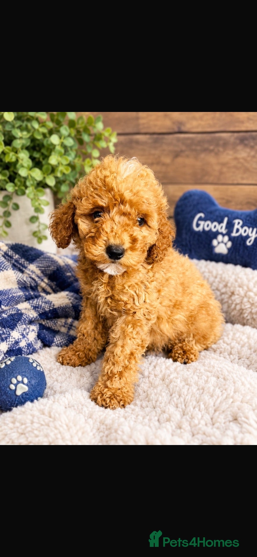 Miniature Poodle dogs PRA clear minature poodles  - Advert 2