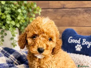 Miniature Poodle dogs PRA clear minature poodles - Advert 2