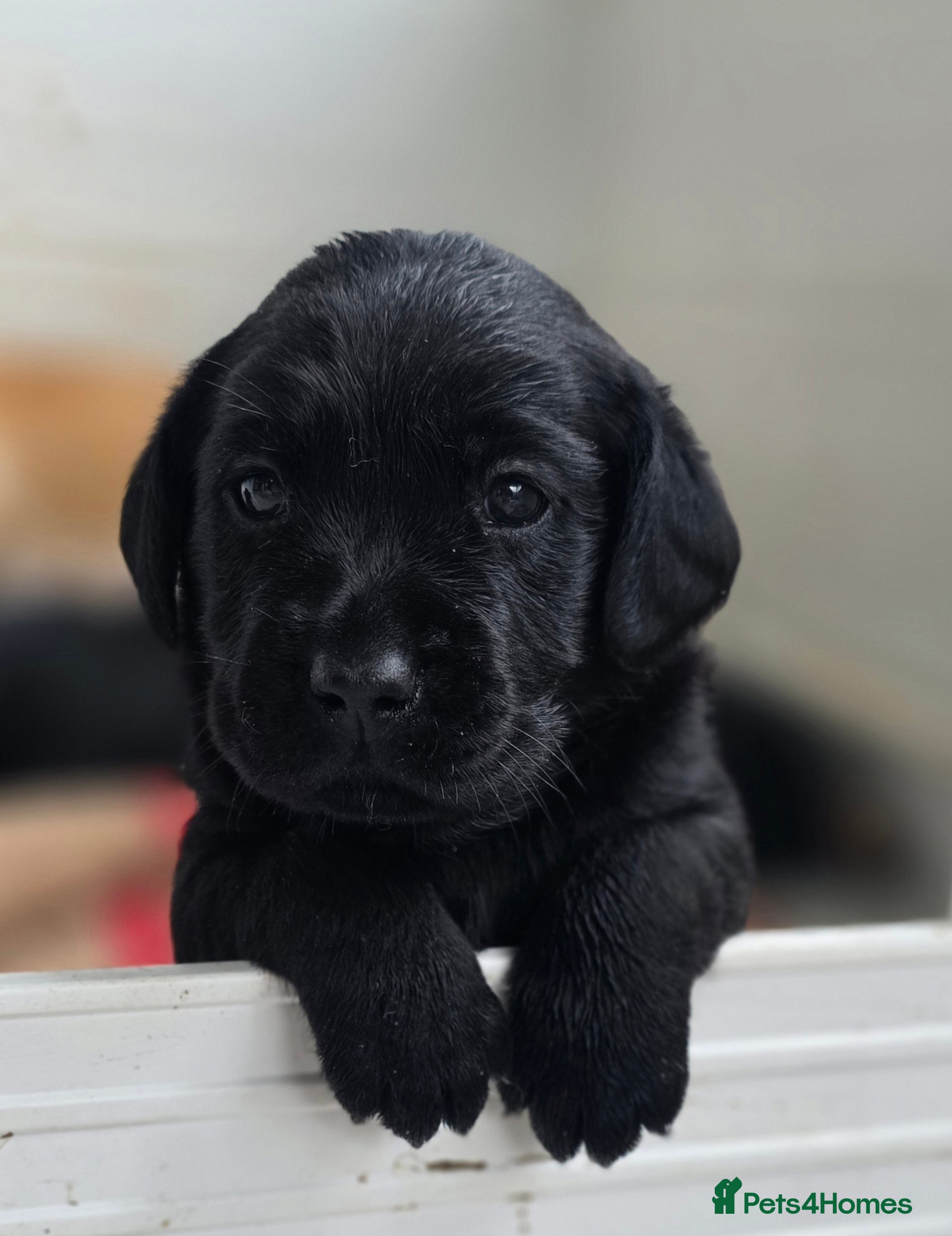 Labrador Retriever dogs Beautiful Black Labrador Puppies - Advert 1