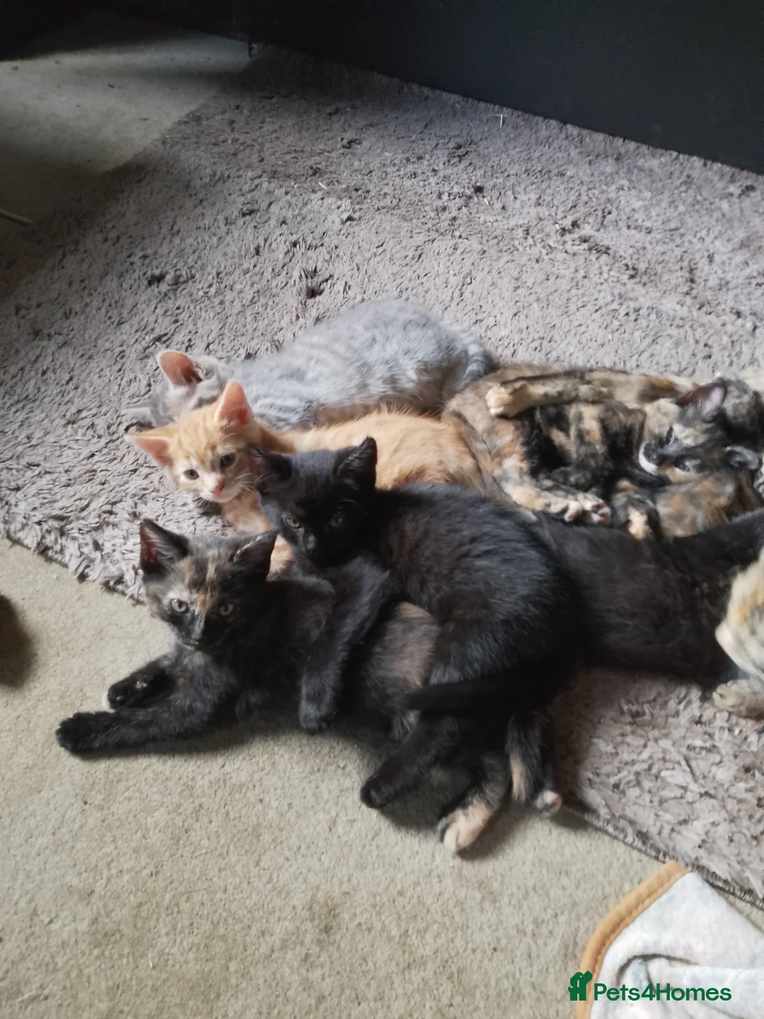 Mixed Breed cats for sale: Persian X Kittens  - Advert 2