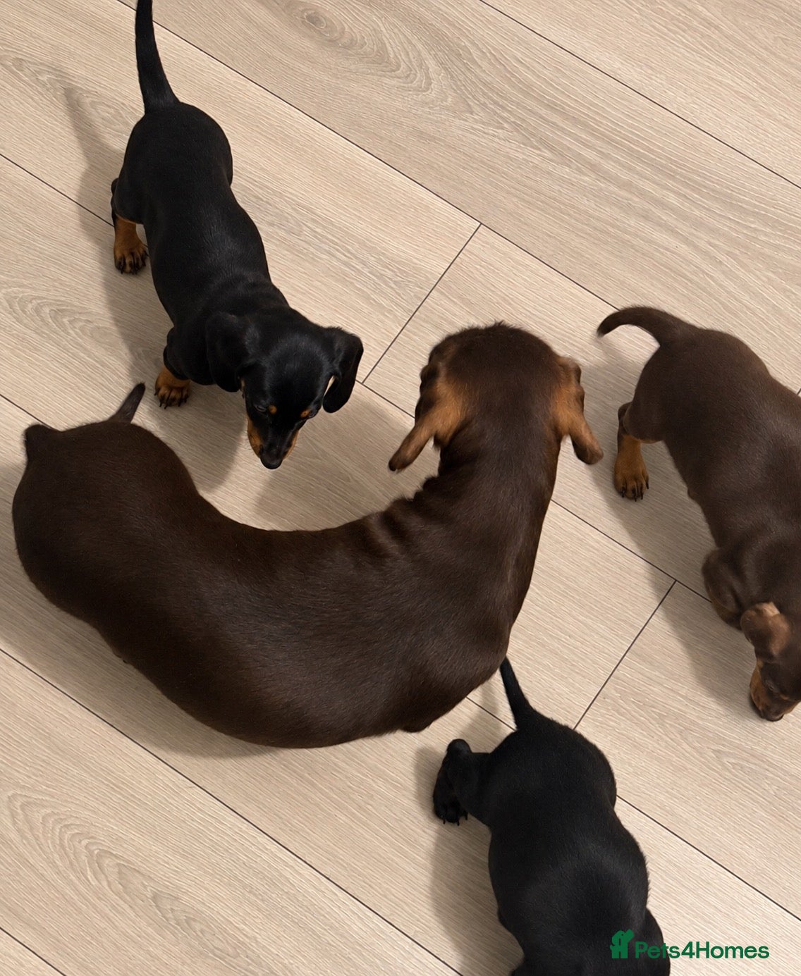 Miniature Dachshund dogs 3 Miniature Dachshund Puppies  - Advert 1