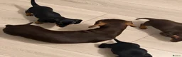 Miniature Dachshund dogs for sale: 3 Miniature Dachshund Puppies  - Advert 1