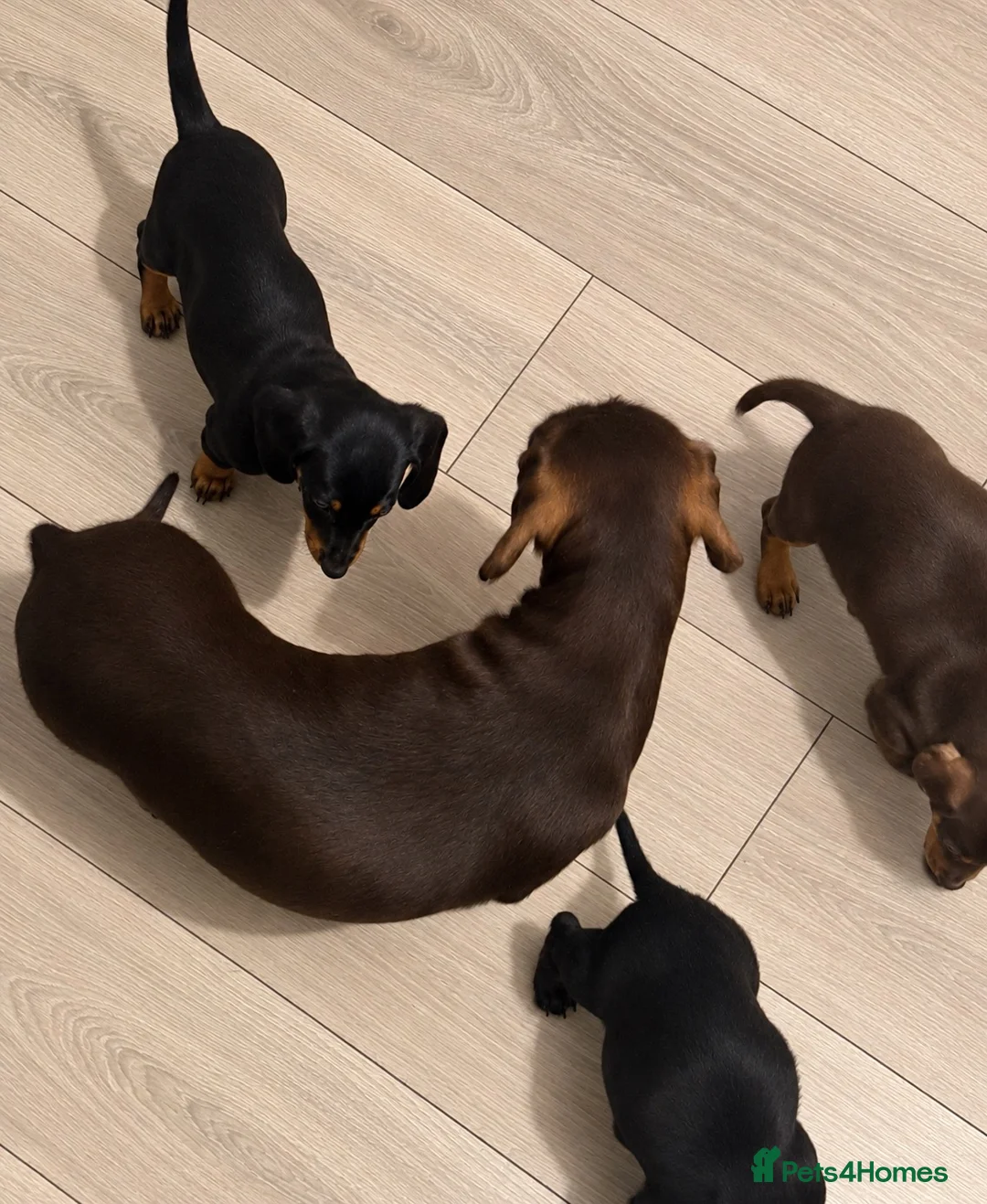 Miniature Dachshund dogs for sale: 3 Miniature Dachshund Puppies  - Advert 1