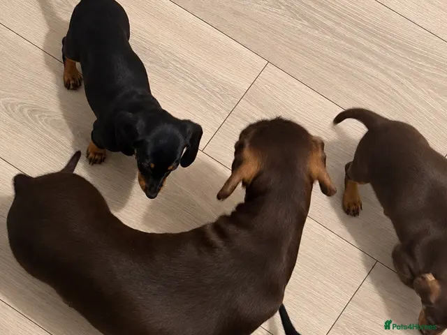 Miniature Dachshund dogs 3 Miniature Dachshund Puppies - Advert 9