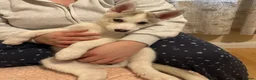 Siberian Husky dogs for sale: ✨ Siberian Huskies puppies ✨ - Advert 6