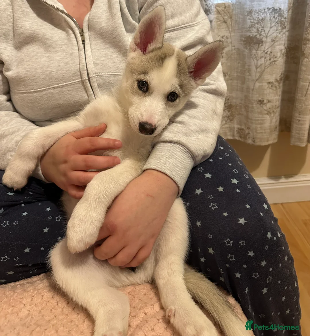 Siberian Husky dogs for sale: ✨ Siberian Huskies puppies ✨ - Advert 6