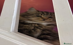 Maine Coon cats for sale: Maine Coone/ragdoll kittens still available - Image 2