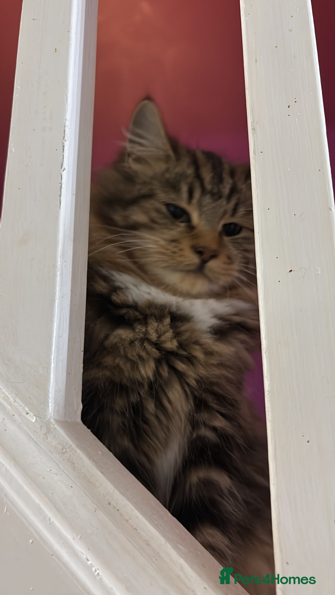 Maine Coon cats for sale: Maine Coone/ragdoll kittens still available - Image 2