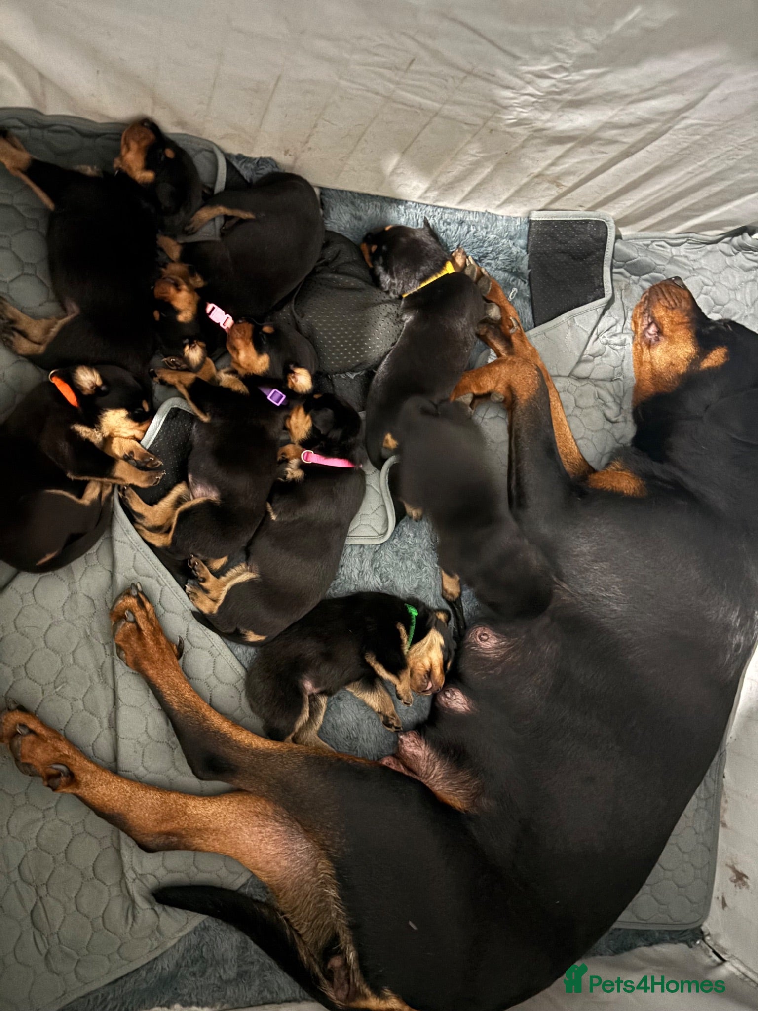 Rottweiler dogs Chunky Rottweiler puppies  - Advert 7