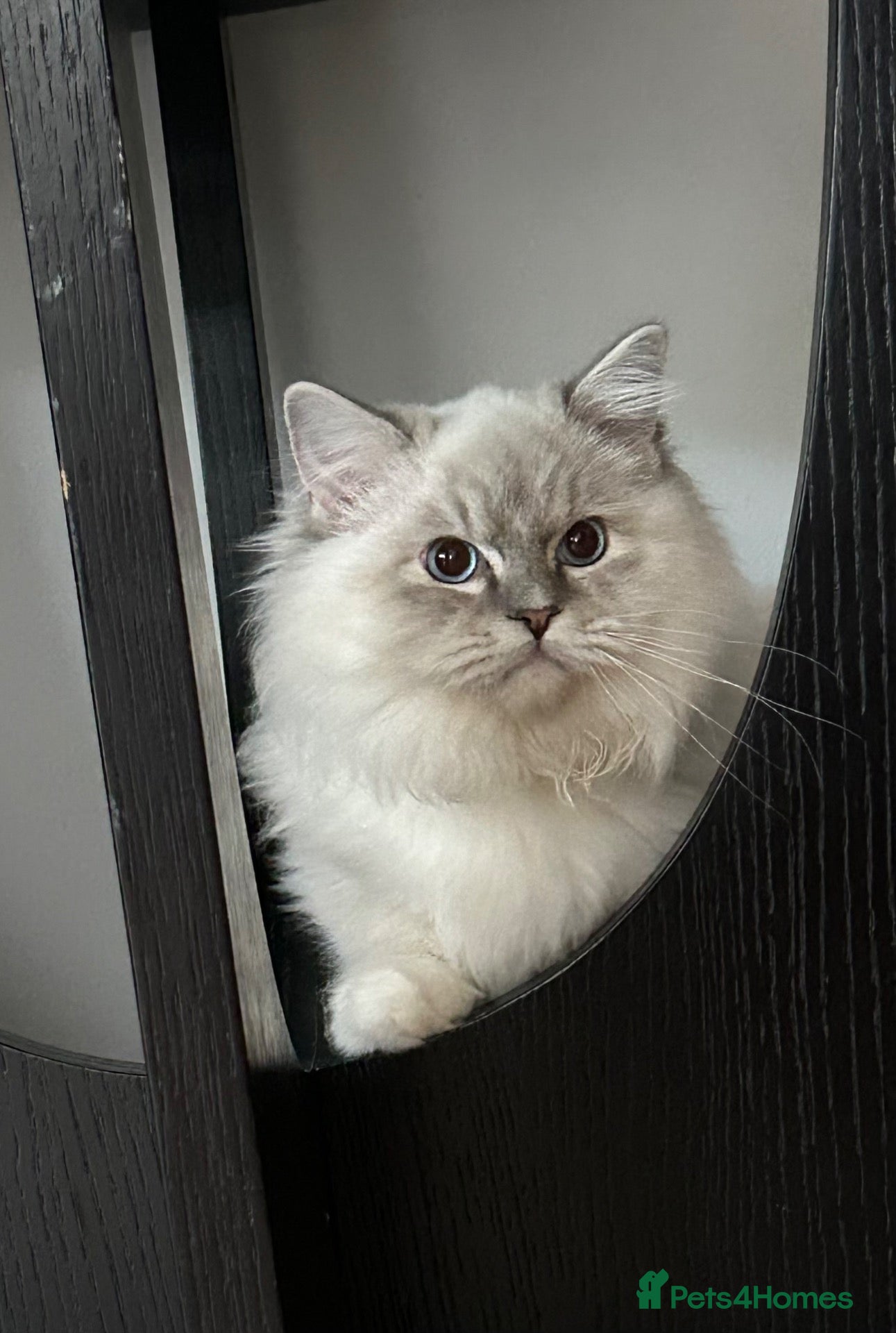 Ragdoll cats for sale: Regdoolll - a beautiful boy - Advert 2