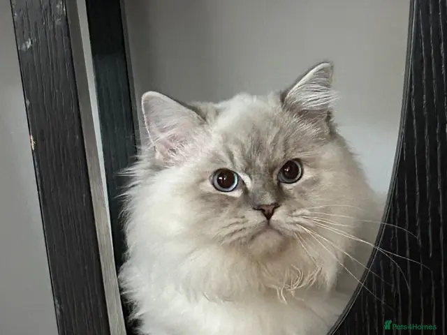 Ragdoll cats for sale: Regdoolll - a beautiful boy - Advert 2