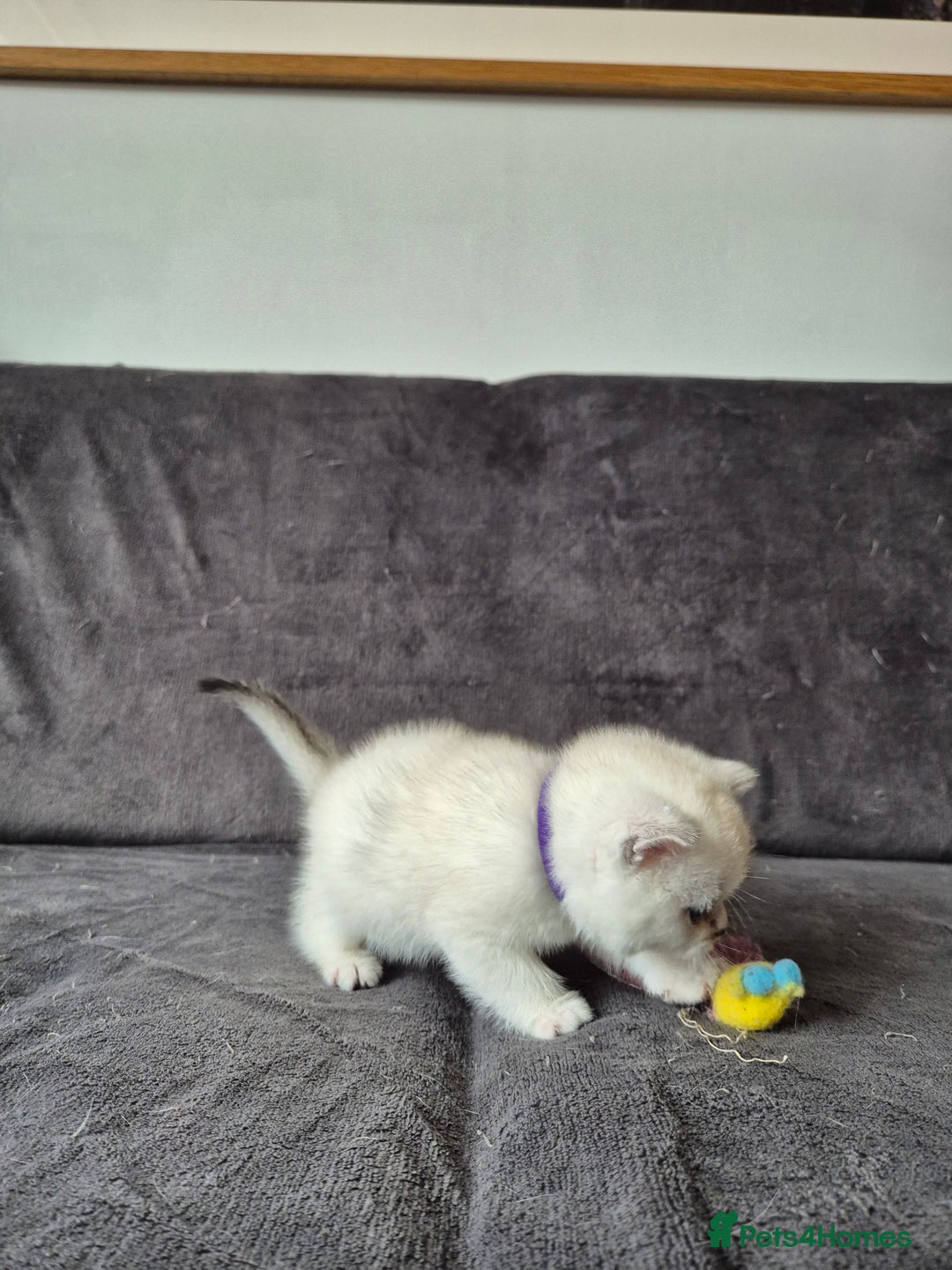 British Shorthair cats for sale: TICA Blue/gold/silver colourpoint - Image 25