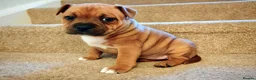 Staffordshire Bull Terrier dogs for sale: GORGEOUS RED STAFFORDSHIRE BULL TERRIER PUPPIES - Advert 8