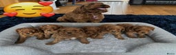 Cavapoo dogs for sale: Red cavapoo puppies fully health checked - Advert 3