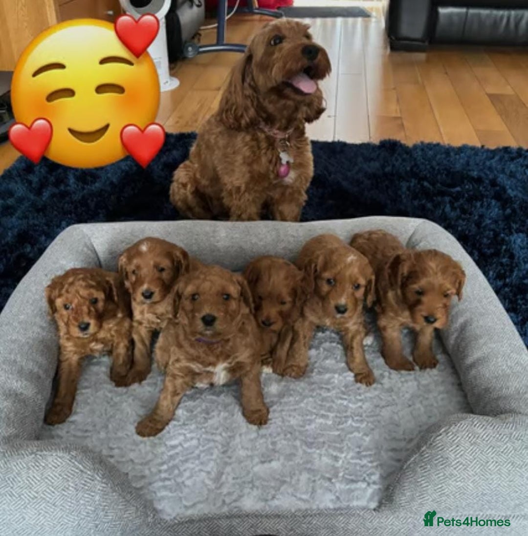Cavapoo dogs for sale: Red cavapoo puppies fully health checked - Advert 3