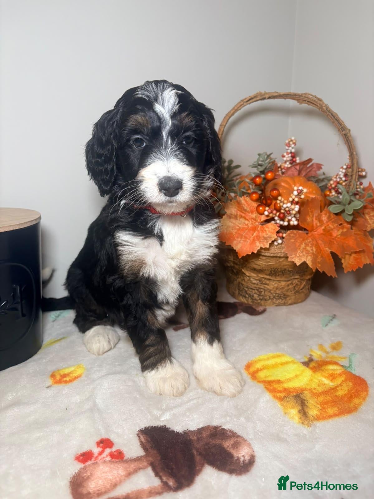 Bernedoodle dogs for sale: F1b health tested bernedoodle pups - Advert 1