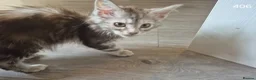 Maine Coon cats for sale: GCCF Maine Coone's 🏆 Champion Bloodline - Advert 8