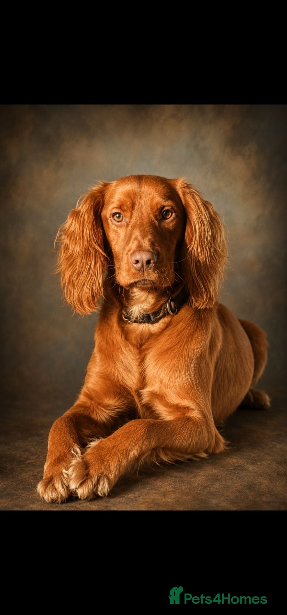 Cocker Spaniel dogs Proven cocker spaniel for stud - Advert 8
