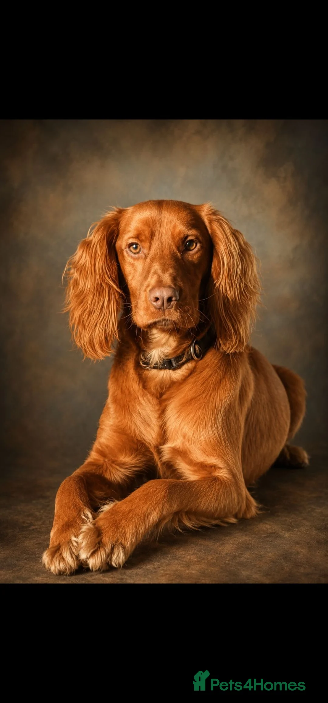 Cocker Spaniel dogs for stud: Proven cocker spaniel for stud - Advert 1