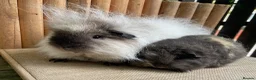 Guinea Pig rodents for sale: Swiss teddies  - Advert 3