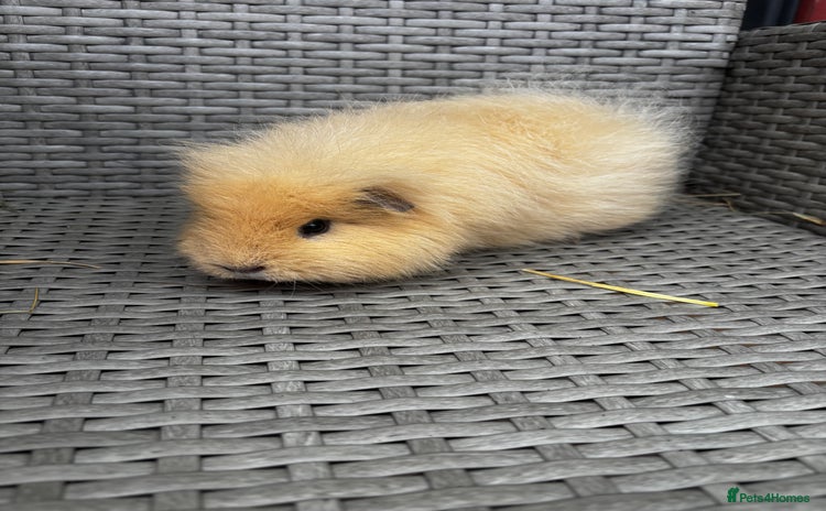 Guinea Pig rodents - Advert 1