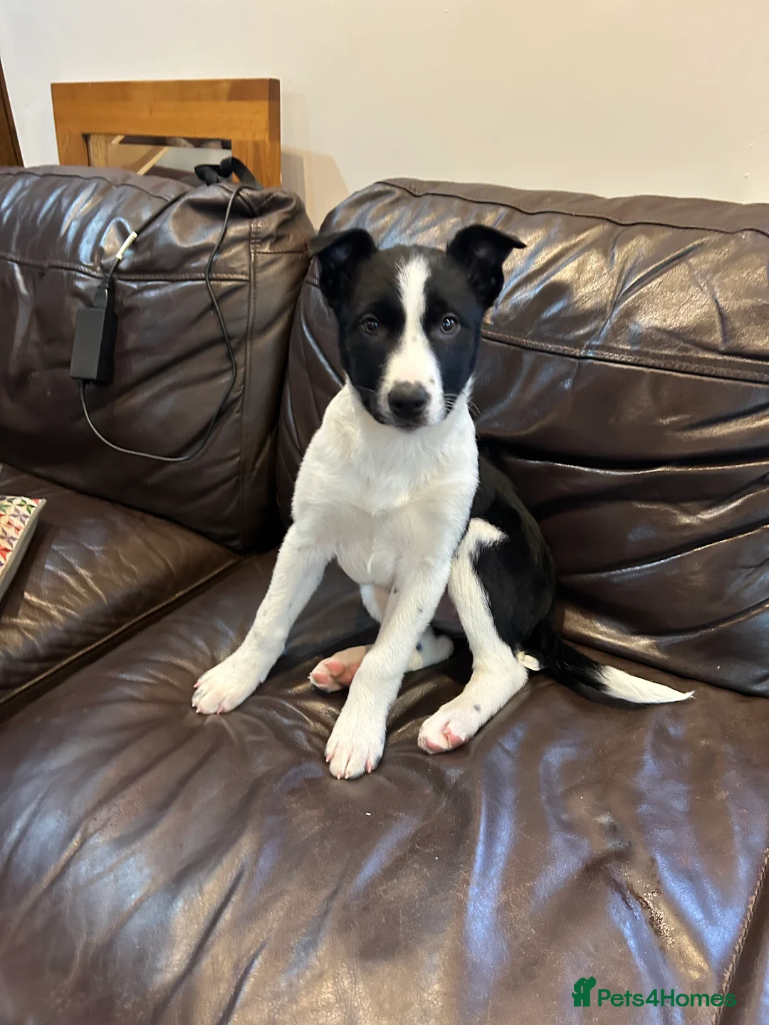 Border Collie dogs for sale: Beautiful Border Collies - Advert 5