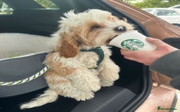 Cavapoo dogs for sale: Miniature Australian Cavadoodles - Image 15
