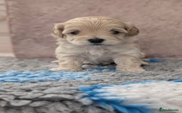 Maltipoo dogs for sale: Petite Maltipoos fully genetic health tested  - Image 10