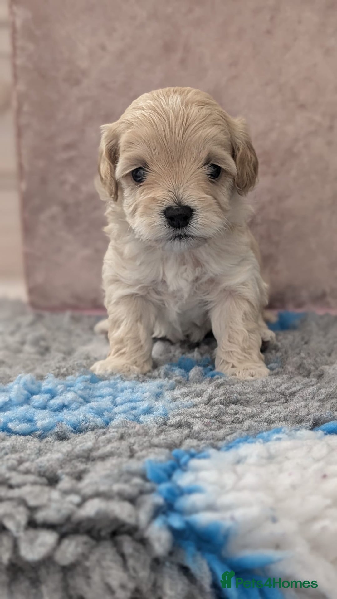 Maltipoo dogs for sale: Petite Maltipoos fully genetic health tested  - Image 10