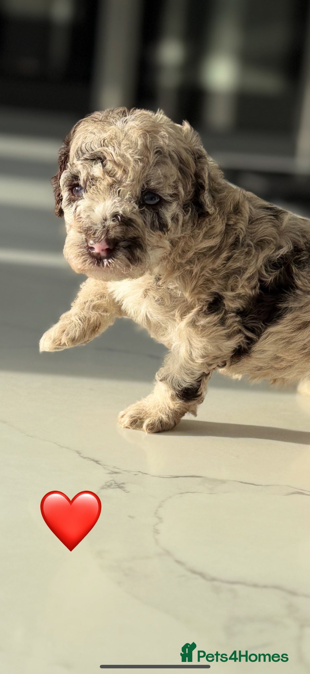 Cockapoo dogs for sale: Gorgeous Chocolate Cockapoo litter  - Advert 4