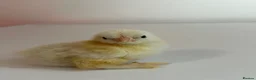 Chickens poultry for sale: Porcelain Pekin bantams  - Advert 5