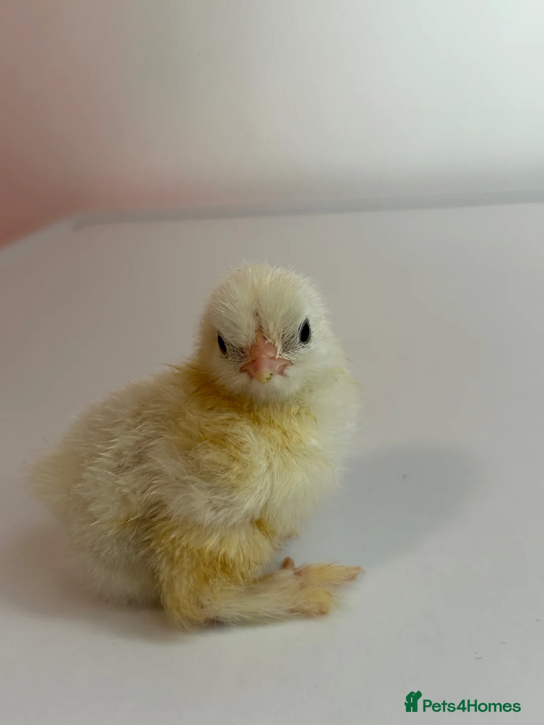 Chickens poultry for sale: Porcelain Pekin bantams  - Advert 5