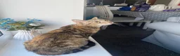 Mixed Breed cats for sale: cute kittens  - Advert 9
