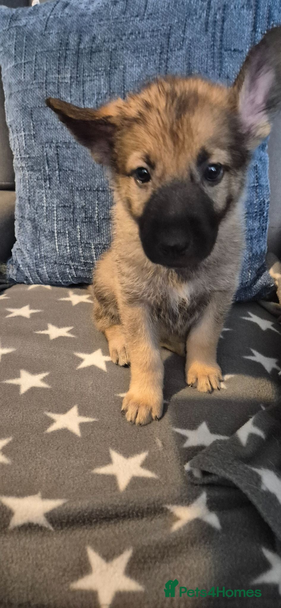 Mixed Breed dogs Pups  mum gsdx Alaskan malamute Dad is full gsd  - Advert 4