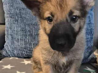 Mixed Breed dogs Pups mum gsdx Alaskan malamute Dad is full gsd - Advert 4