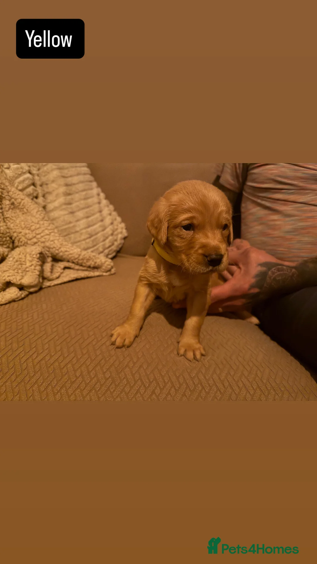 Goldador dogs for sale: Goldador Puppies  - Advert 11