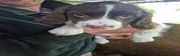 English Springer Spaniel dogs for sale: English Springer Spaniel pups for sale! - Advert 22
