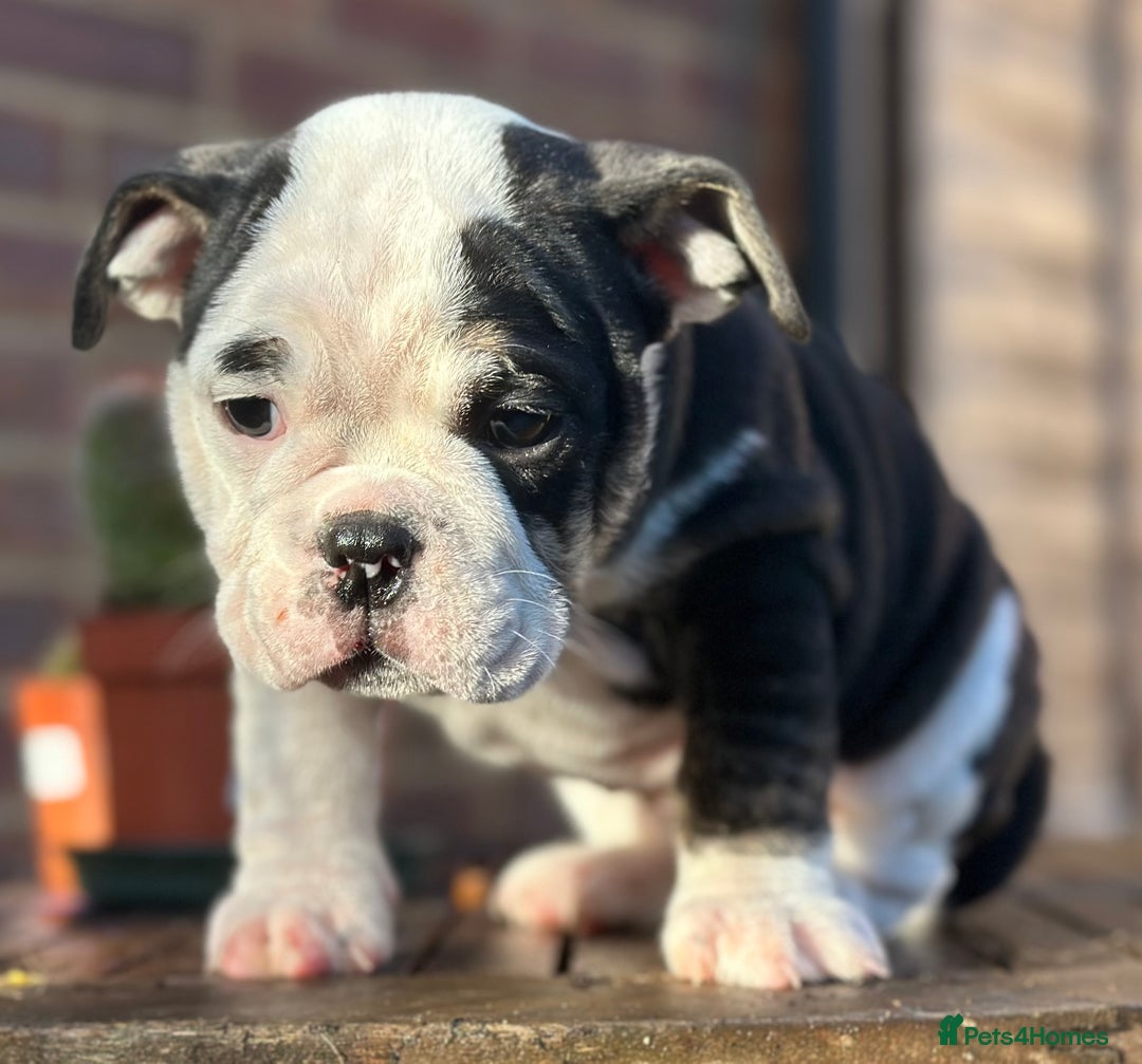 English Bulldog dogs for sale: 🌟Ready Now!🌟 - Advert 5