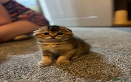 Scottish Fold cats for sale: TICA REGISTERED SCOTTISH BABIES  - Image 12