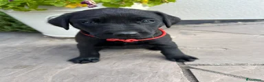 Red Collar