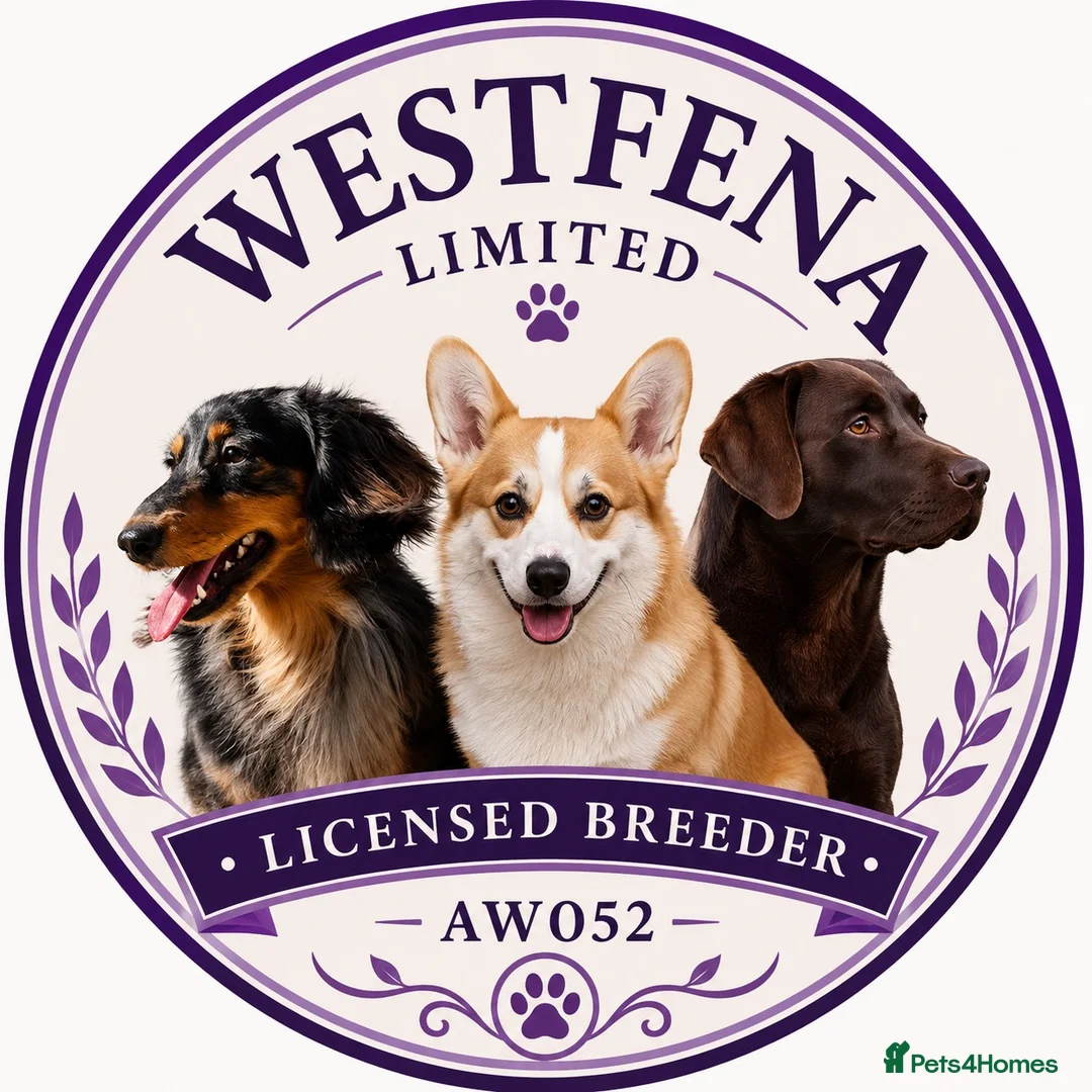 Welsh Corgi Pembroke dogs for sale: KC registered Pembroke Corgis health tested  - Advert 2