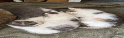 Mixed Breed cats for sale: Beautiful Kitten ready for new homes 9th July  in Craven Arms - Advert 5