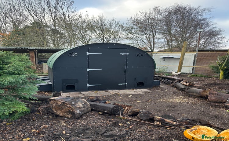 Chickens poultry - Advert 4