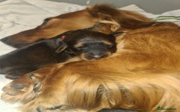 Dachshund dogs for sale: 5 beautiful long-haired Dachshunds pupps - Image 4