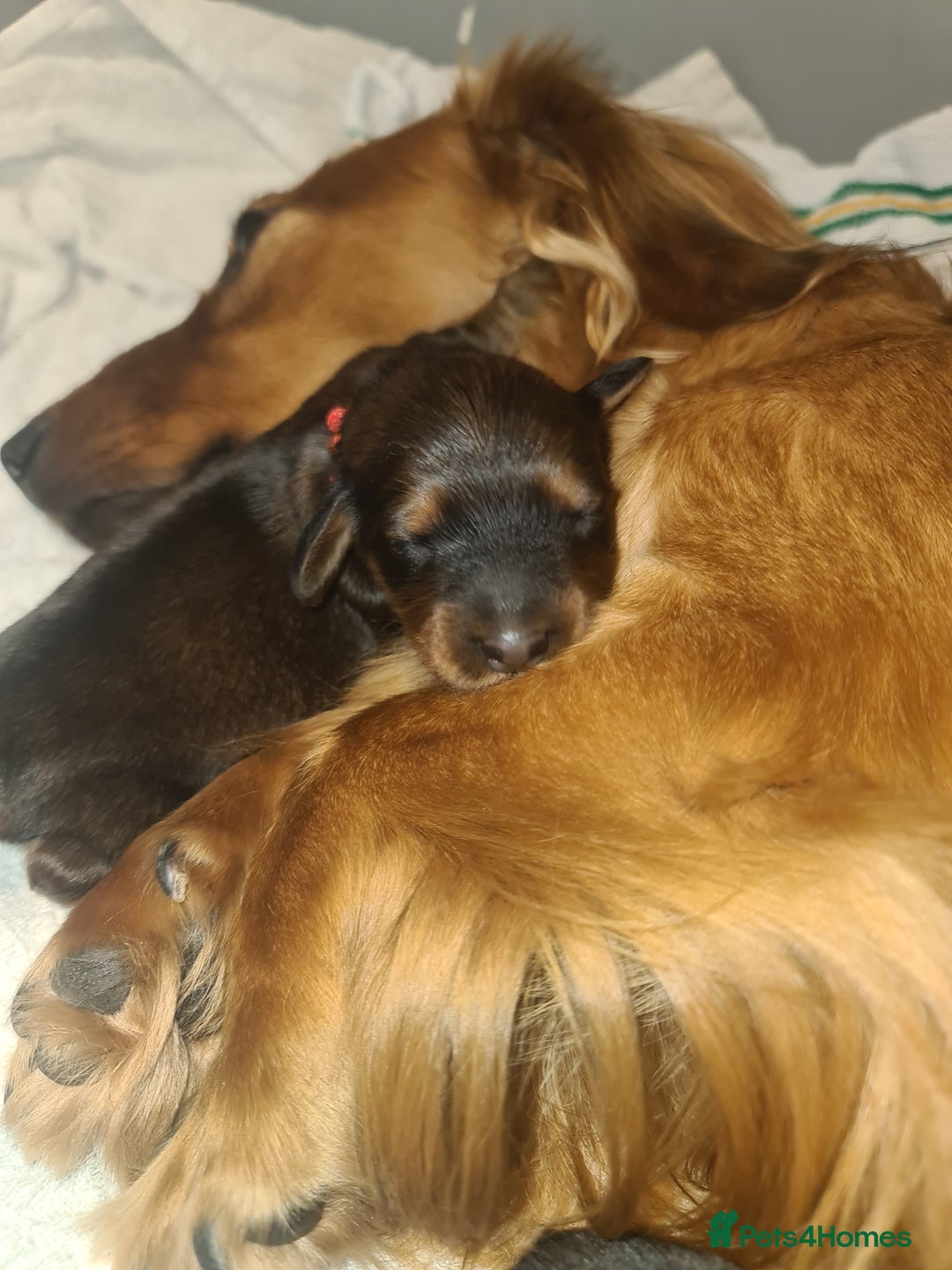 Dachshund dogs for sale: 5 beautiful long-haired Dachshunds pupps - Image 4