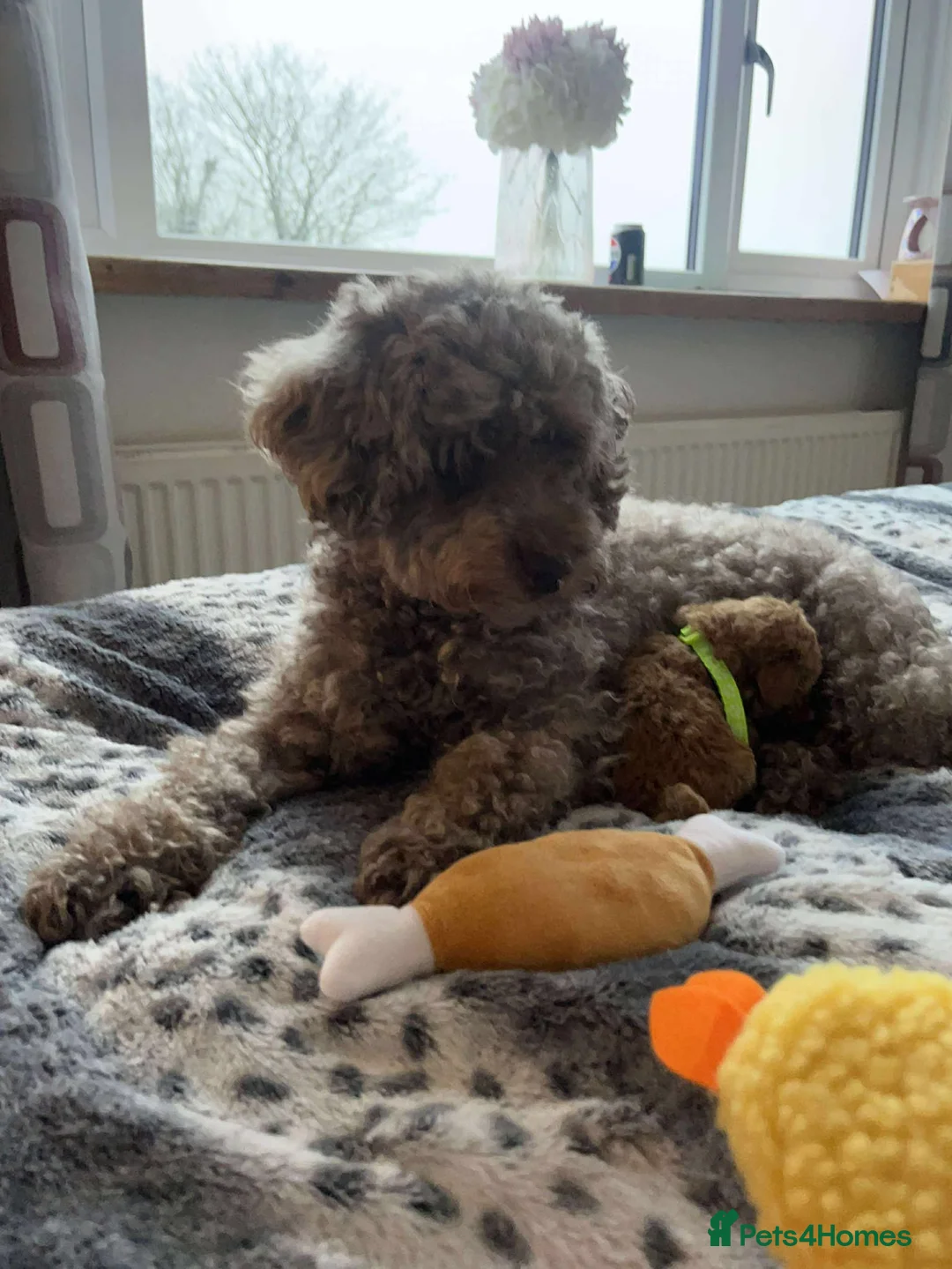 Miniature Poodle dogs for sale: Miniature Poodles!!! with 400 Health Tests!!! - Advert 8