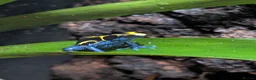 Frog reptiles for sale: Dendrobate Tinctorius "French Guyana" - Advert 5