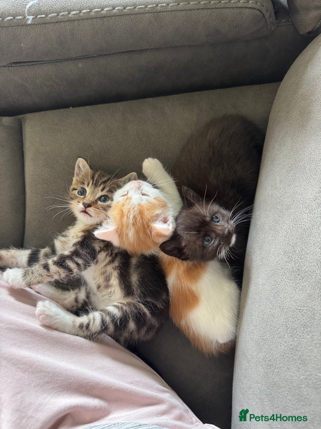 Domestic Shorthair cats for sale: 3 beautiful kittens - Image 5